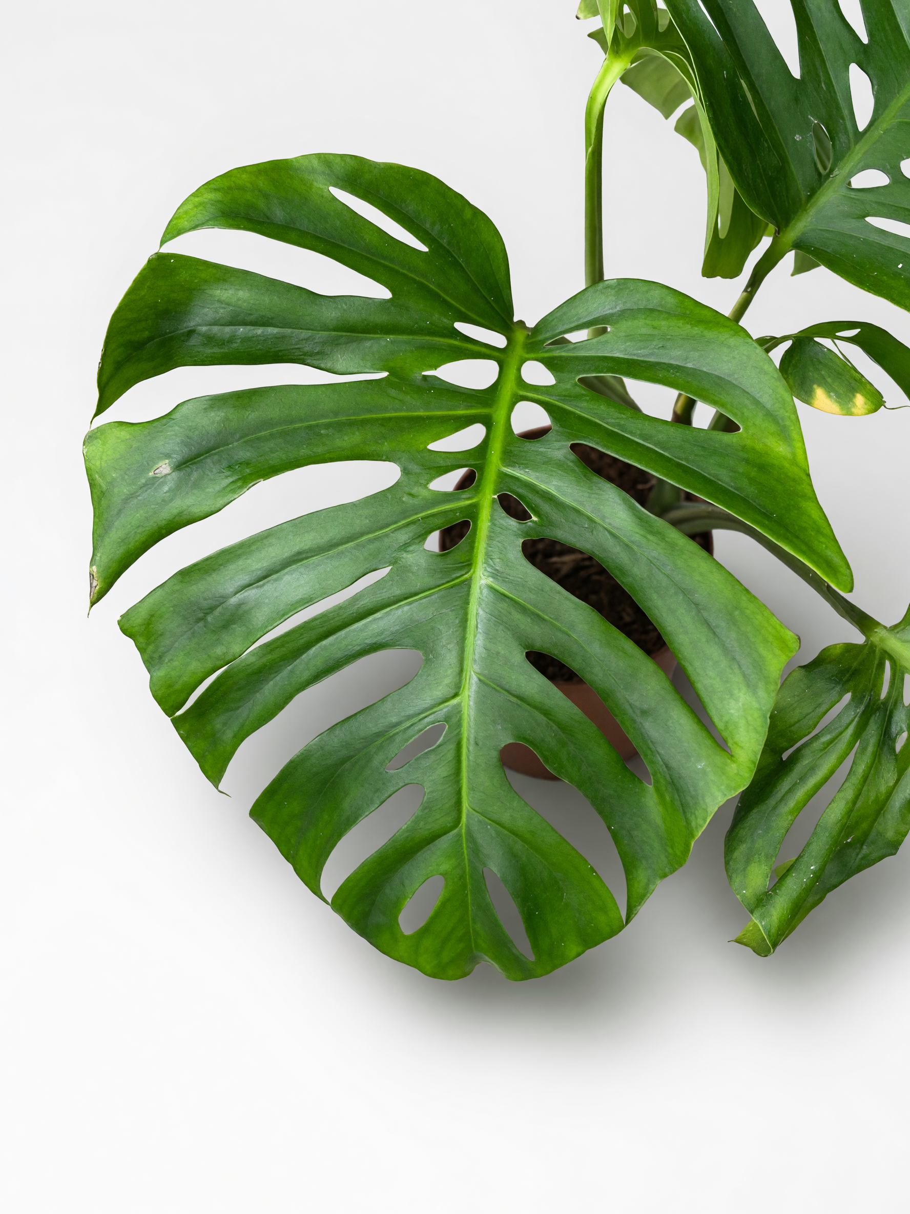 מונסטרה אוסיי דרים — 3