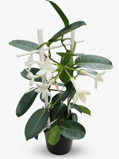 סטפנוטיס קשת — 3