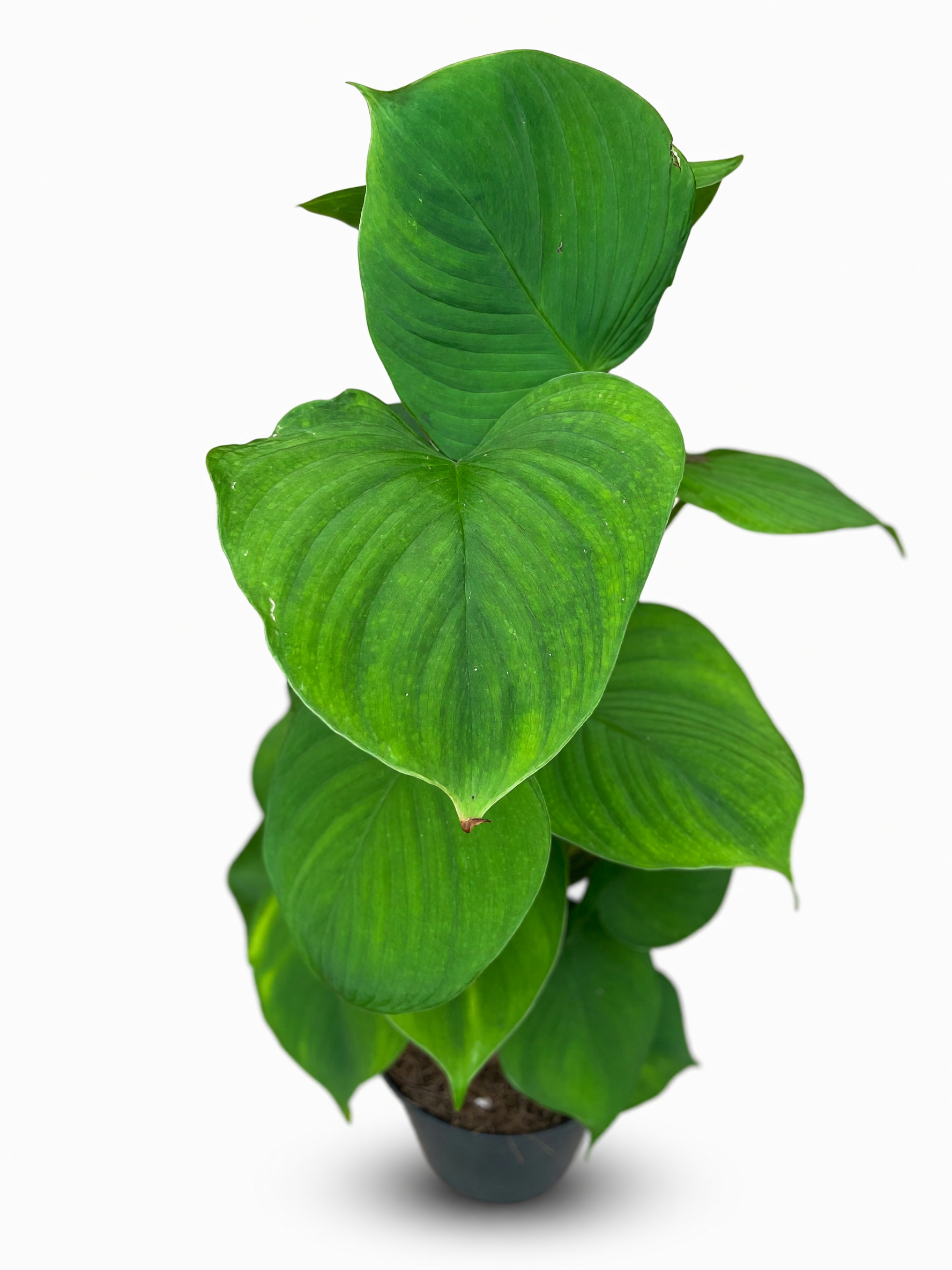 פילודנדרון פרו על מוס — 3