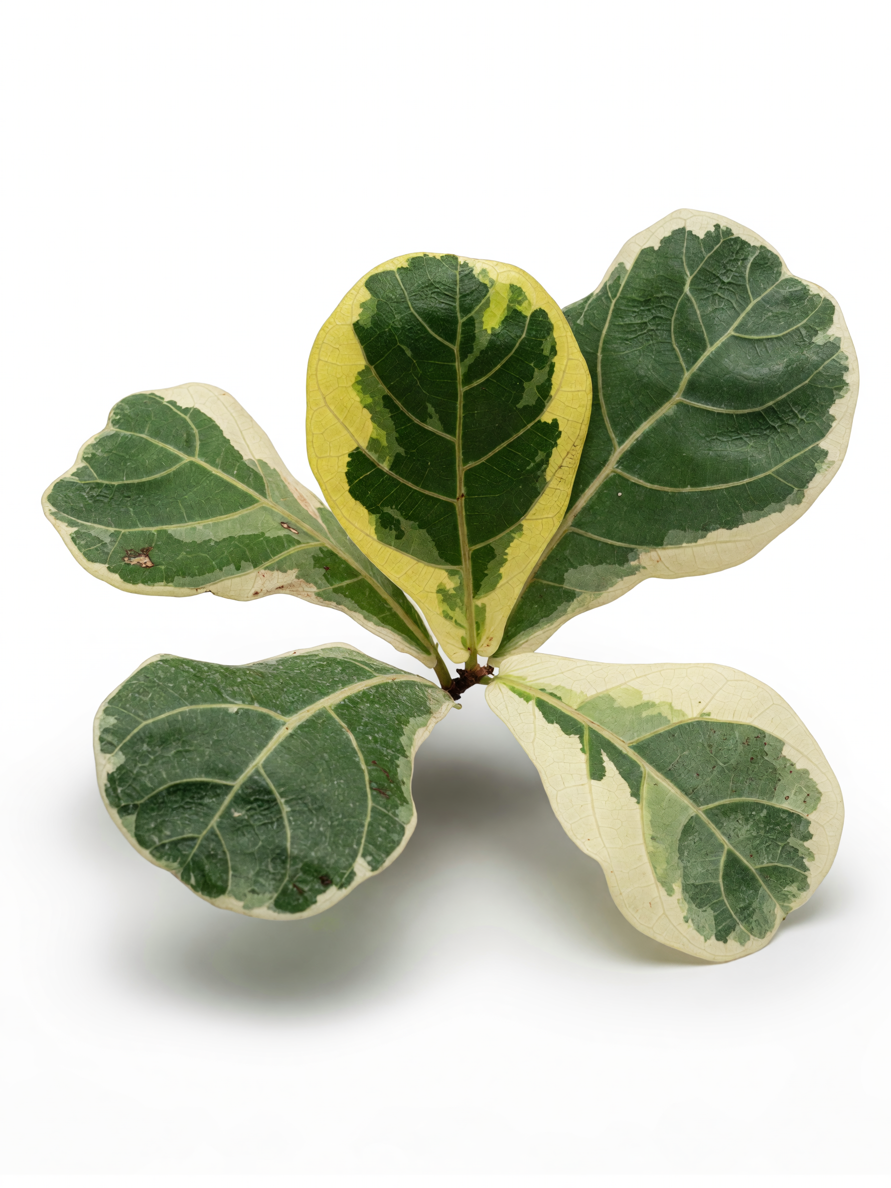 פיקוס כינורי מגוון — 3