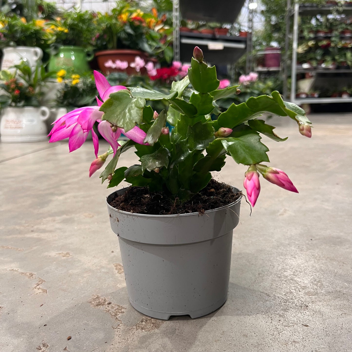 זיגוקקטוס קוטר 10/12