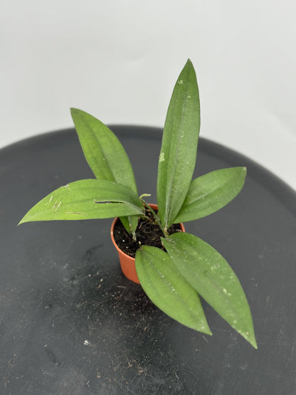 הויה רינדו רפלאשי קוטר 5