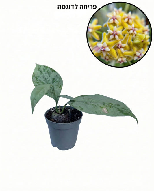 הויה קורניסיאה סילבר | בייבי