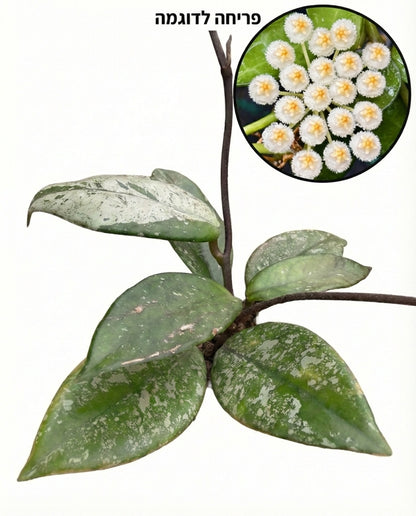 הויה קר׳ סטאר דאסט | בייבי מבצע