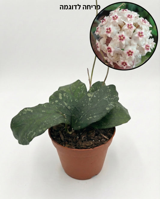 הויה ספ גאיו| בינוני