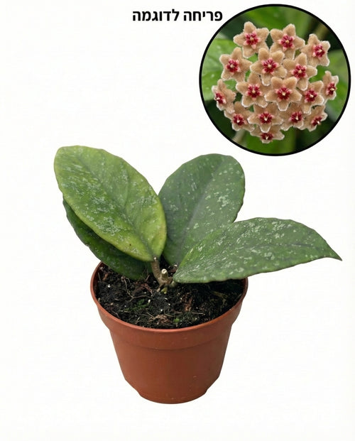 הויה קאודטה גולד | בייבי