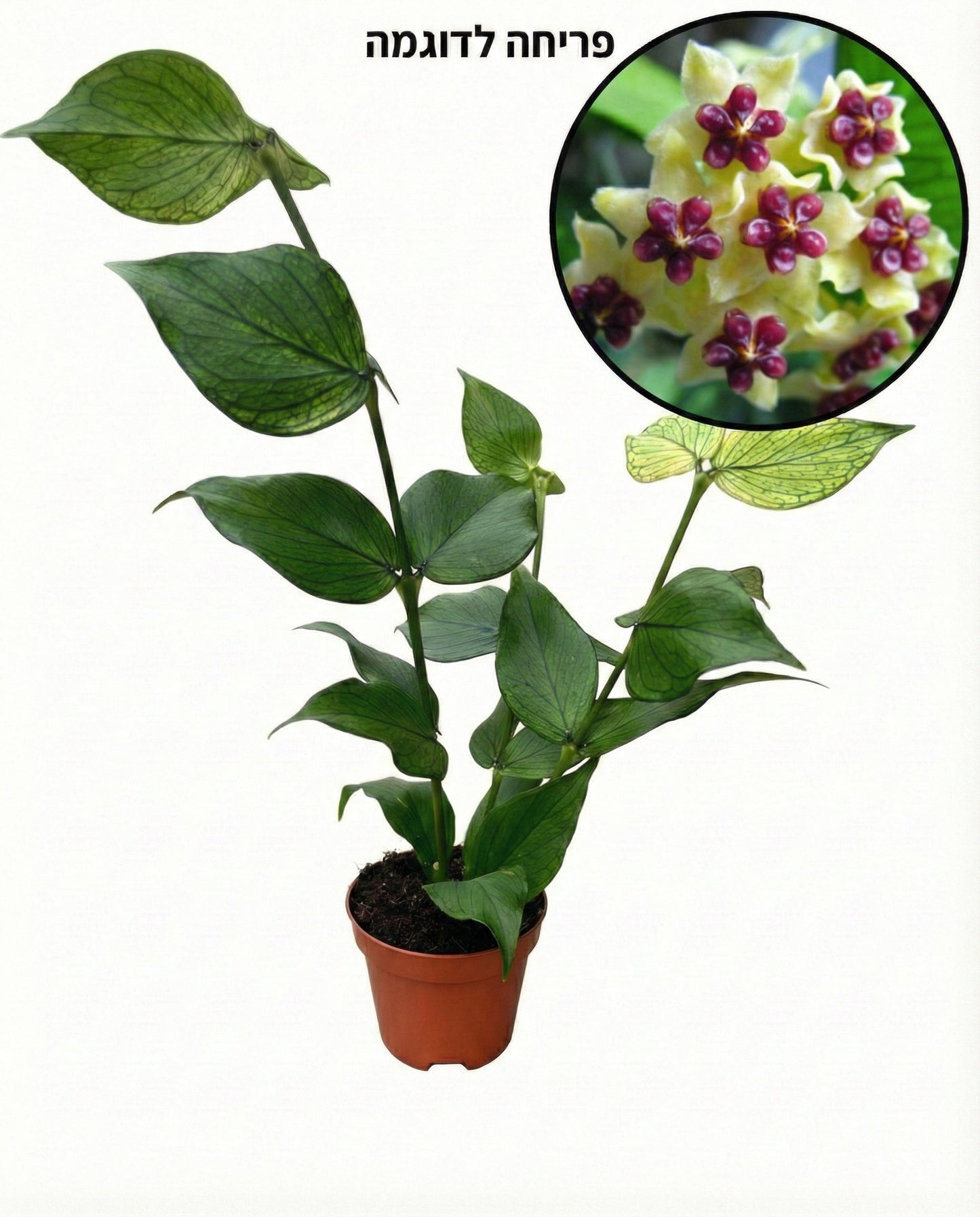 הויה פולינאורה | בייבי מבצע