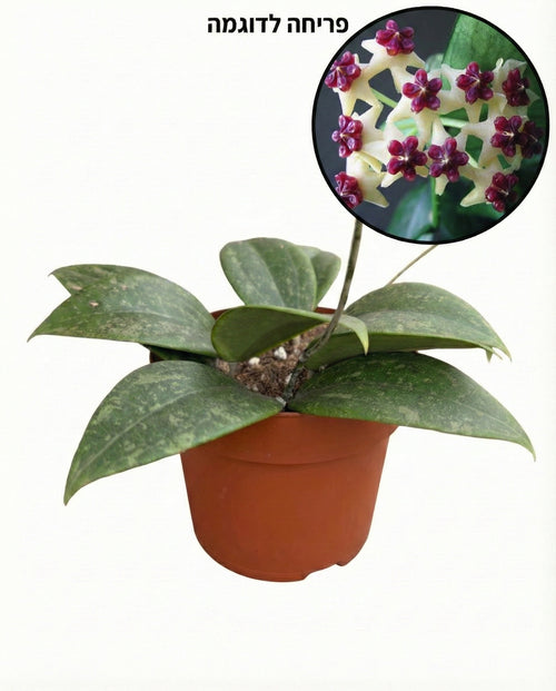 הויה ויברגיאה | בינוני