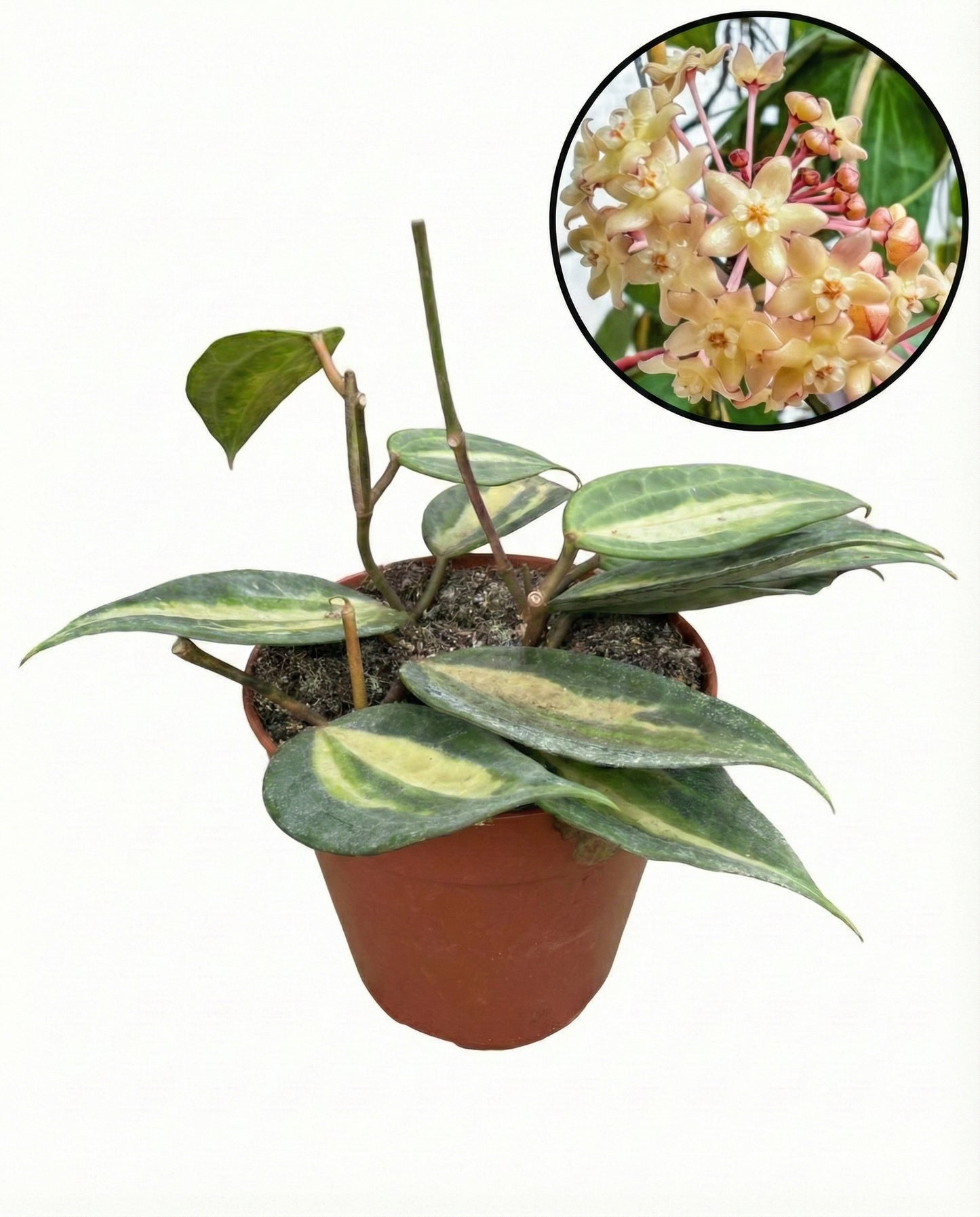 הויה פוט אוף גולד | בינוני