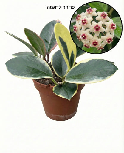 הויה אוסטרליס בלונדי | בינוני