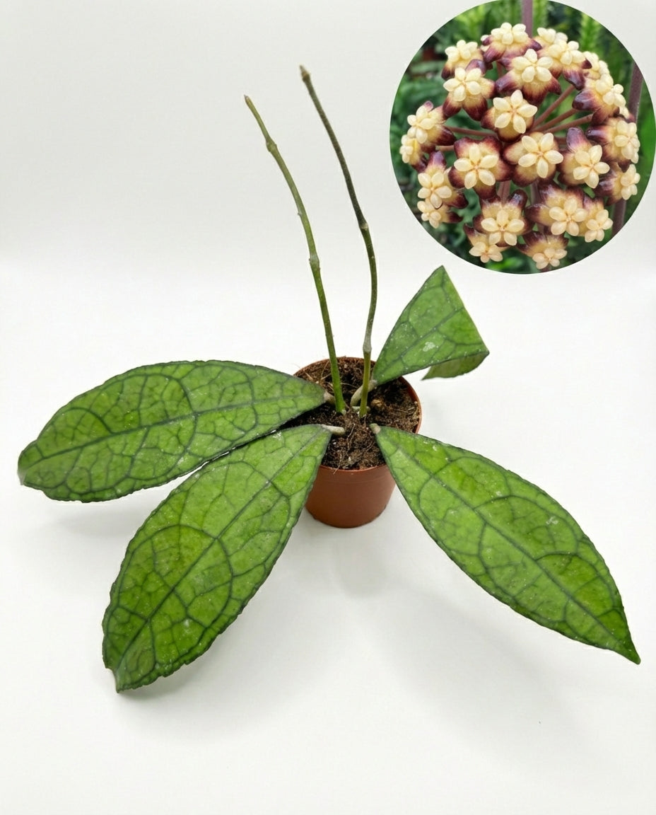 הויה קלמנסוריום רד/ספל | בייבי