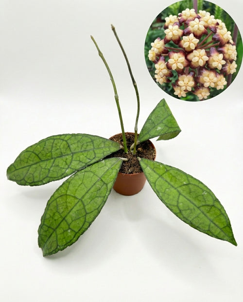 הויה קלמנסוריום רד/ספל | בייבי