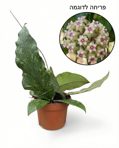 הויה SP גאין | בינוני