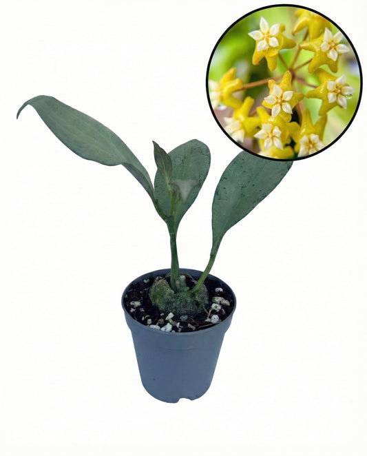 הויה גוינאה גוסט | בייבי