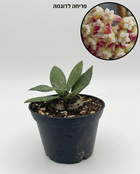 הויה קלימנטן | בייבי