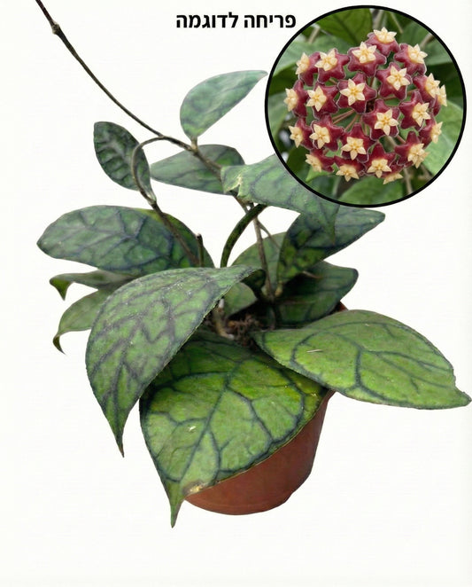 הויה ראנואנסיס | בינוני