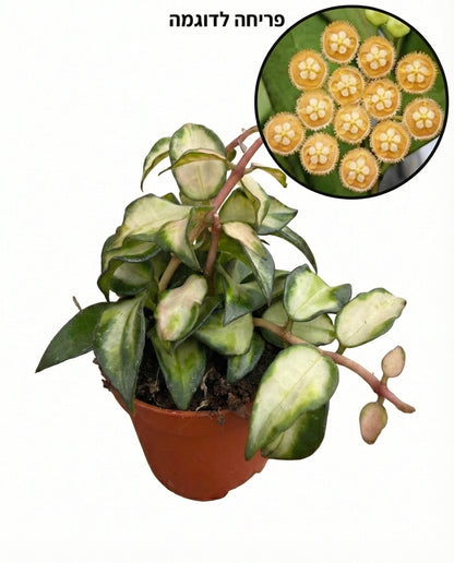 הויה לקונוסה SP ברונו | בייבי