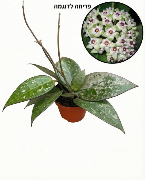 הויה בלאק מרגין ספלאש | בייבי מבצע