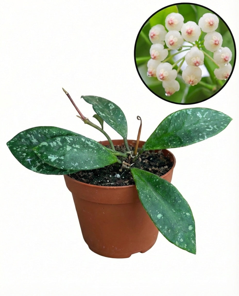 הויה רונדומנסיס ספלאש | בייבי מבצע