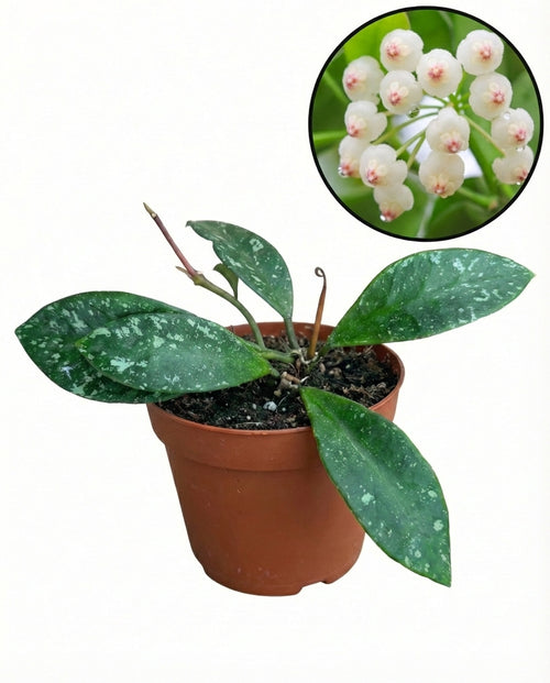 הויה רונדומנסיס ספלאש | בייבי מבצע