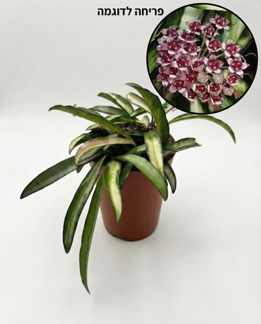 הויה וויטי טריקולור | קטן