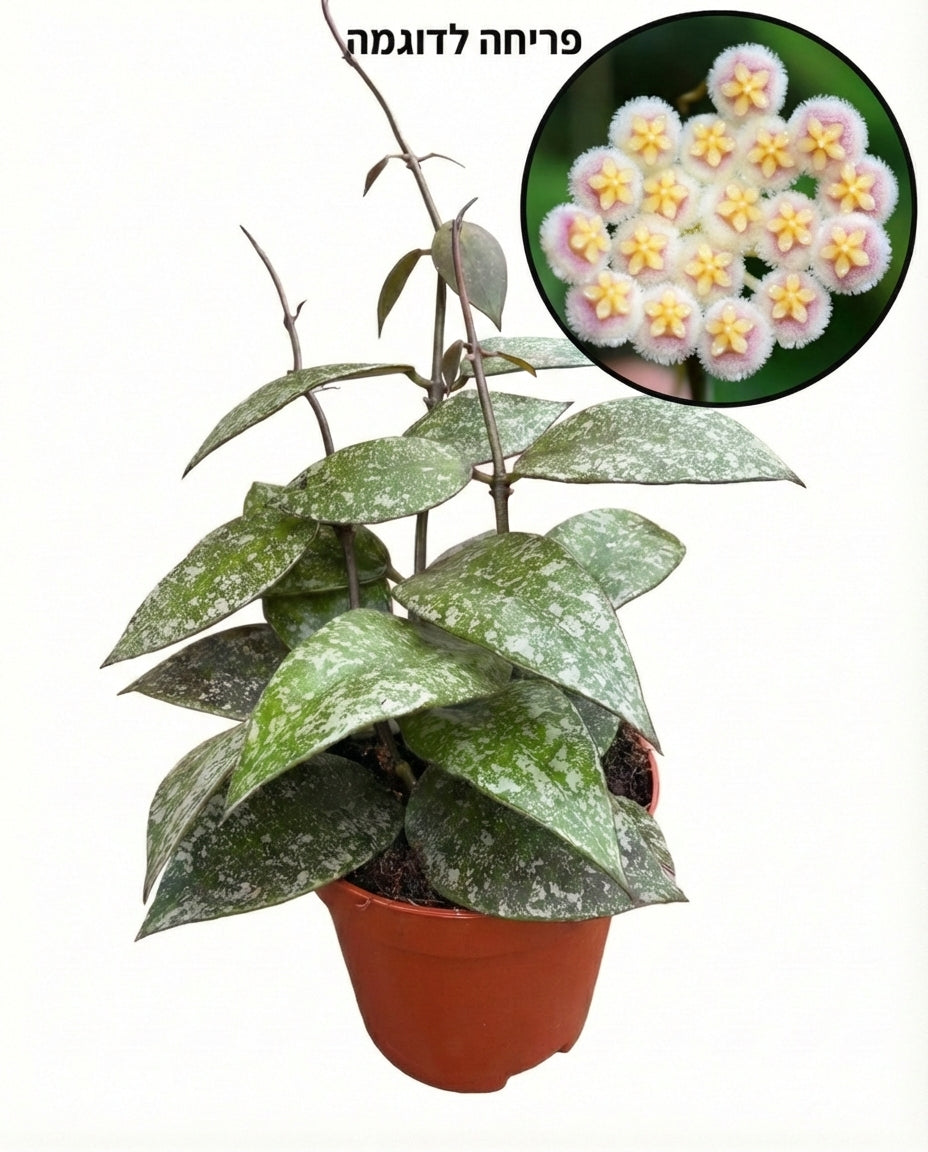 הויה נאבאוונסיס ספלאש | בייבי