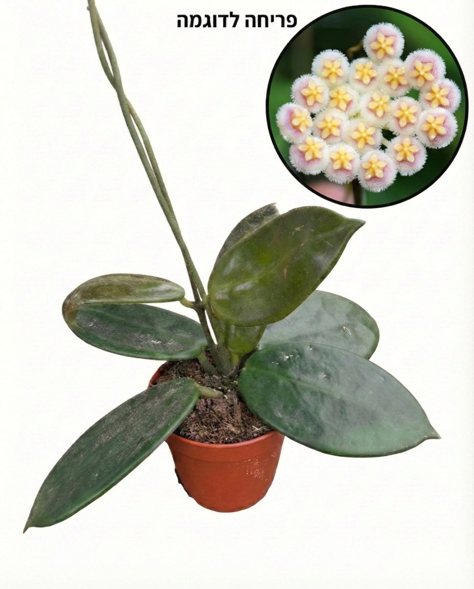 הויה וואנגינווינסיס | בייבי מבצע