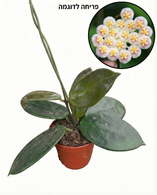 הויה וואנגינווינסיס | בייבי מבצע