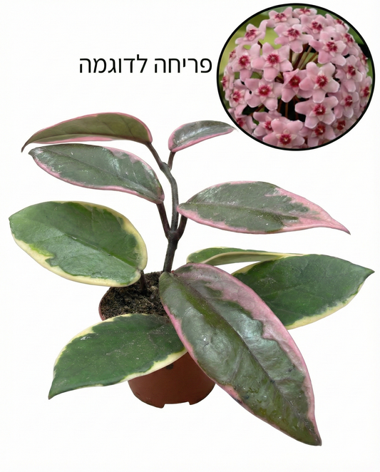 הויה פלמינגו דרים | בייבי מבצע