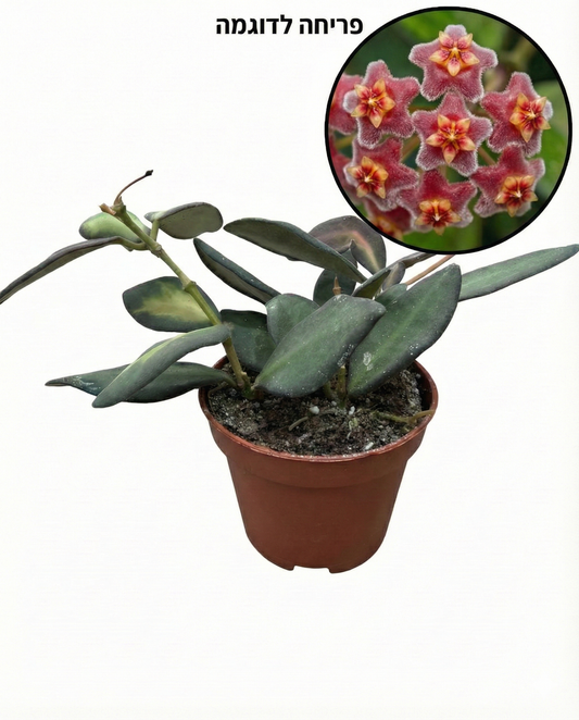 הויה ברוטוניה מגוונת | בייבי