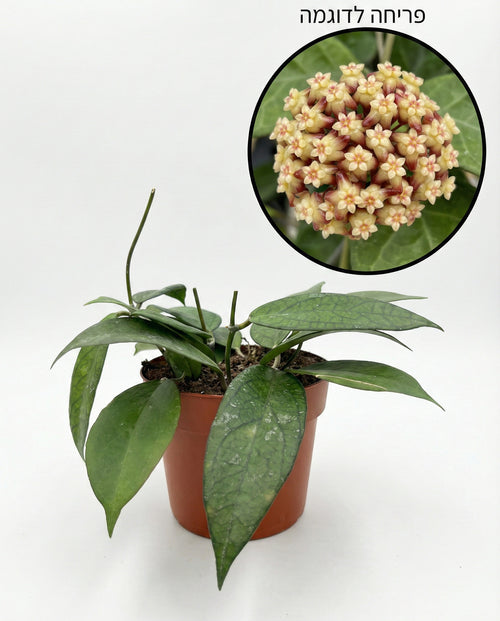 הויה טקילה סאן רייז | בינוני