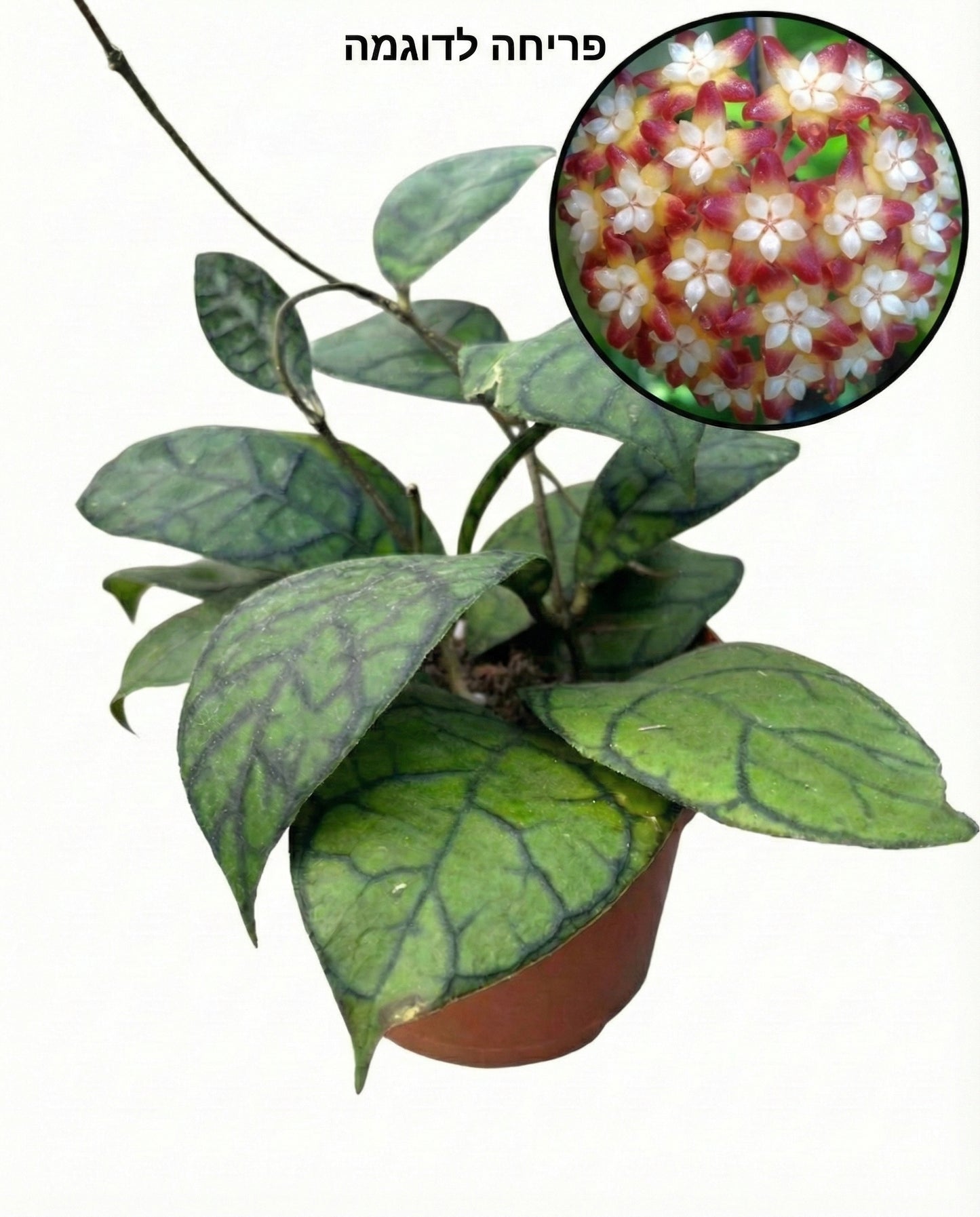 הויה קליסטופילה | בינוני