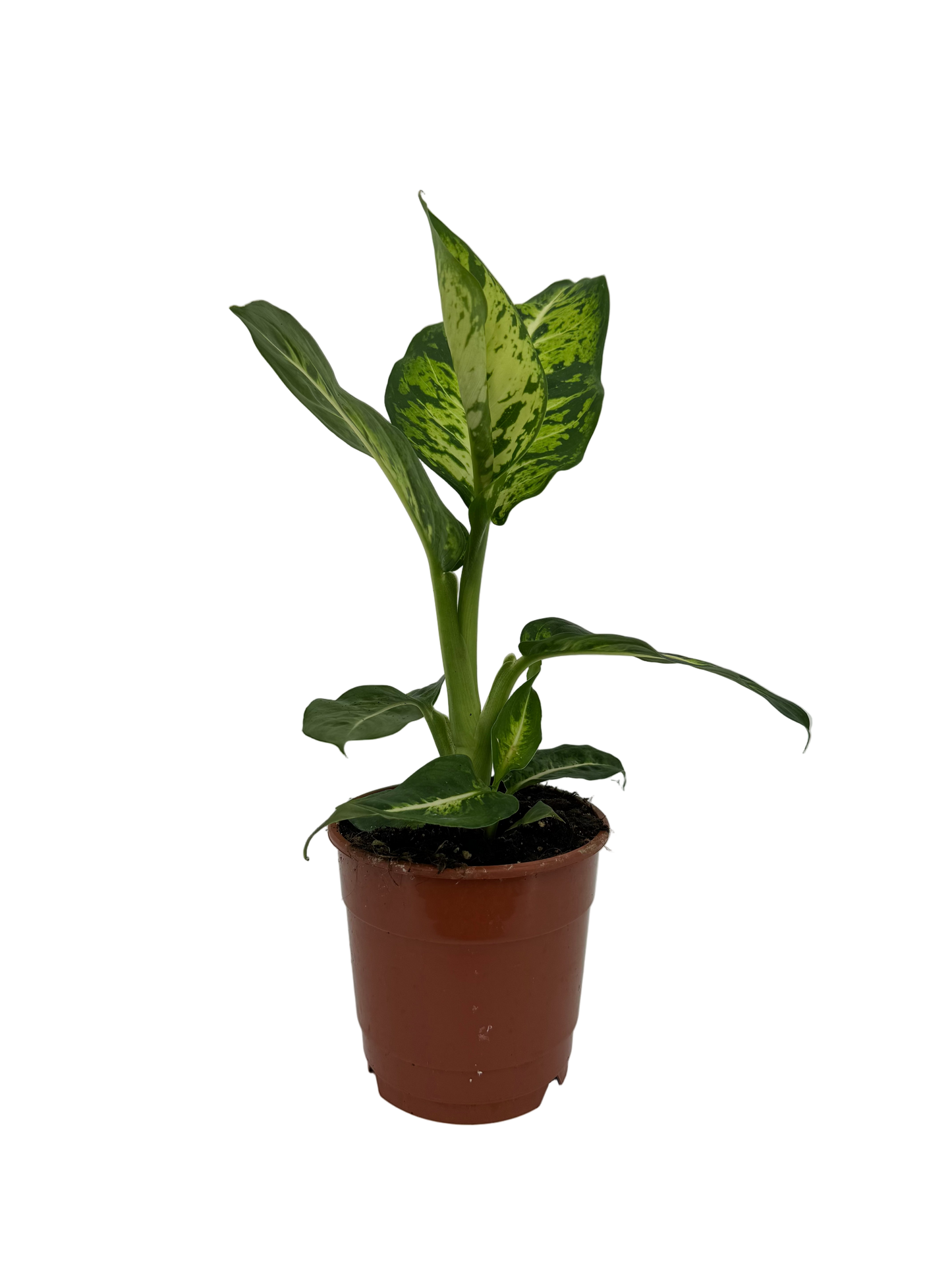 דיפנבכיה קומפקטה