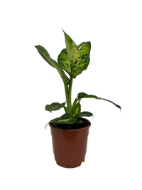 עציץ מגדלים (חינם)