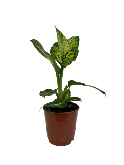 דיפנבכיה קומפקטה