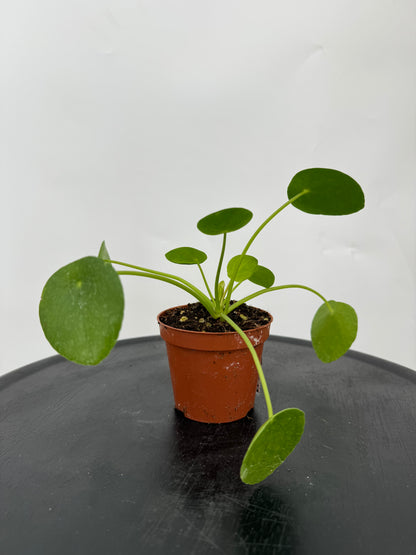 פילאה פפרומוידיס קוטר 9