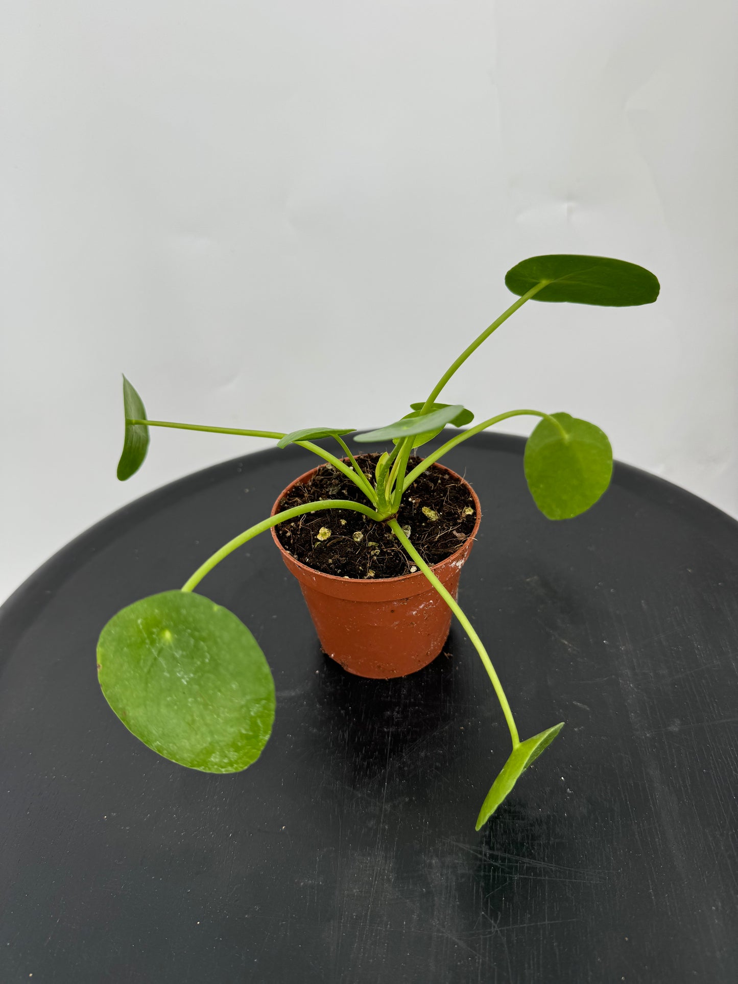 פילאה פפרומוידיס קוטר 9