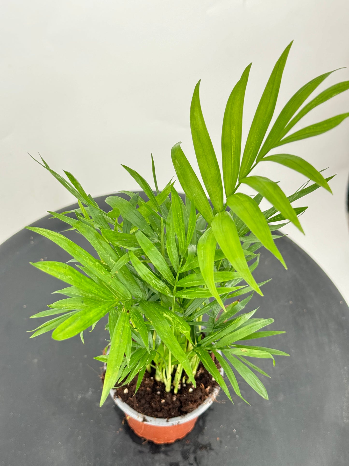 כמדוריאה קוטר 9