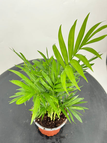 כמדוריאה קוטר 9