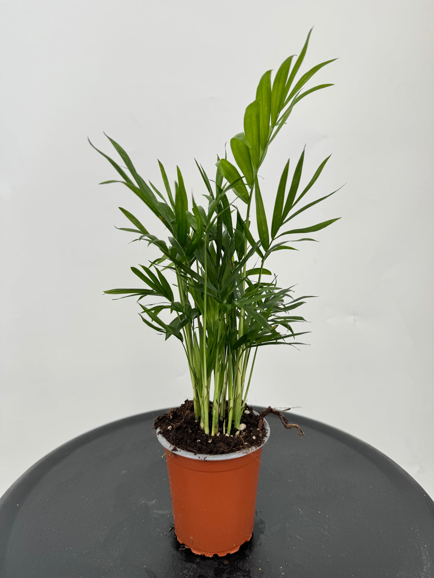 כמדוריאה קוטר 9