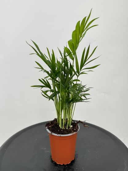 כמדוריאה קוטר 9