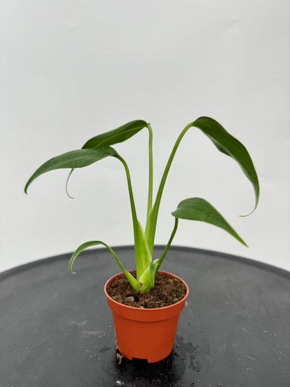 מונסטרה bmf קוטר 5