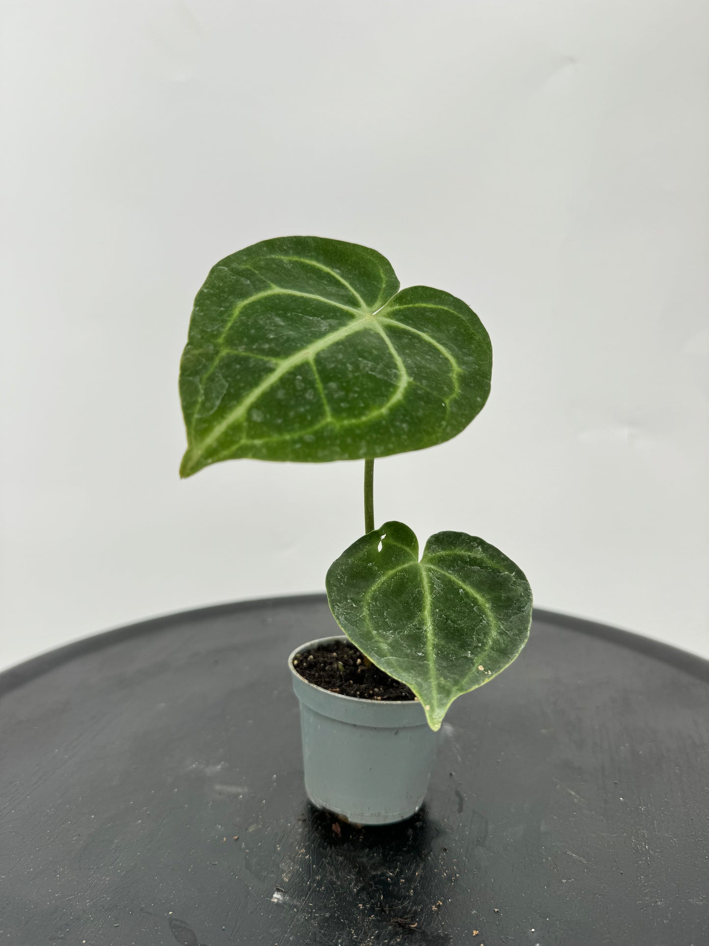 אנטוריום קלרינרביום קוטר 9