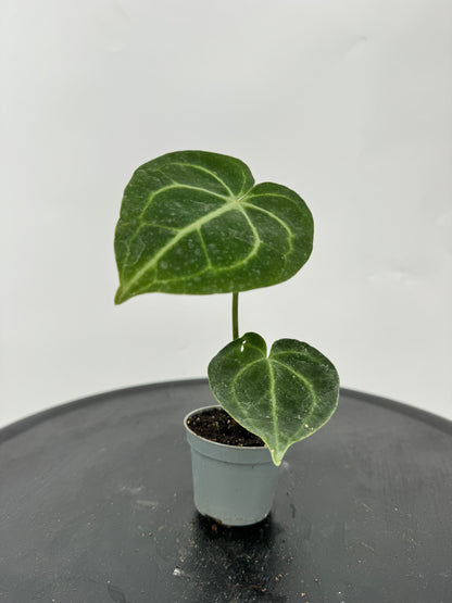 אנטוריום קלרינרביום קוטר 9