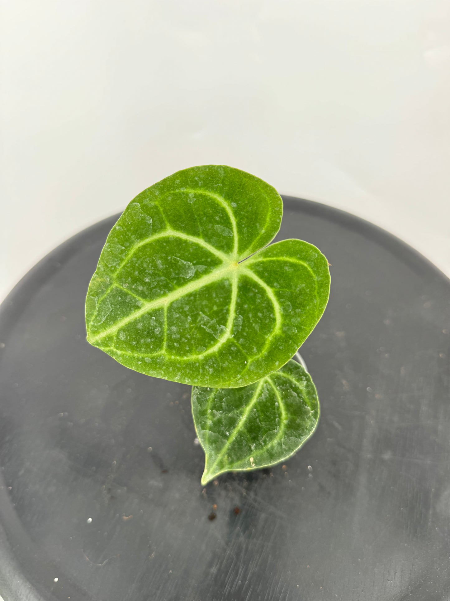 אנטוריום קלרינרביום קוטר 9