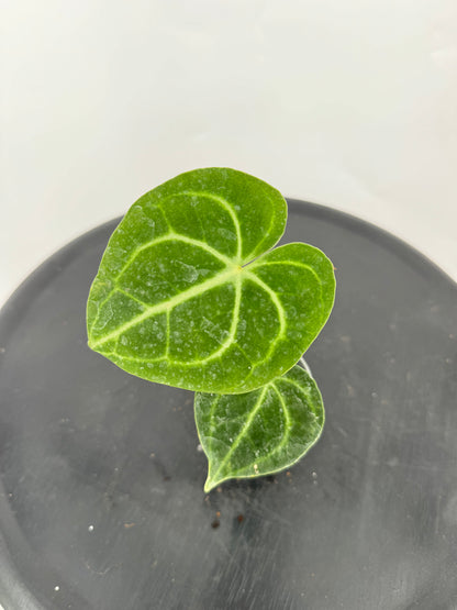 אנטוריום קלרינרביום קוטר 9