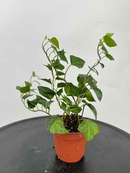 קיסוס מיקס קוטר 9