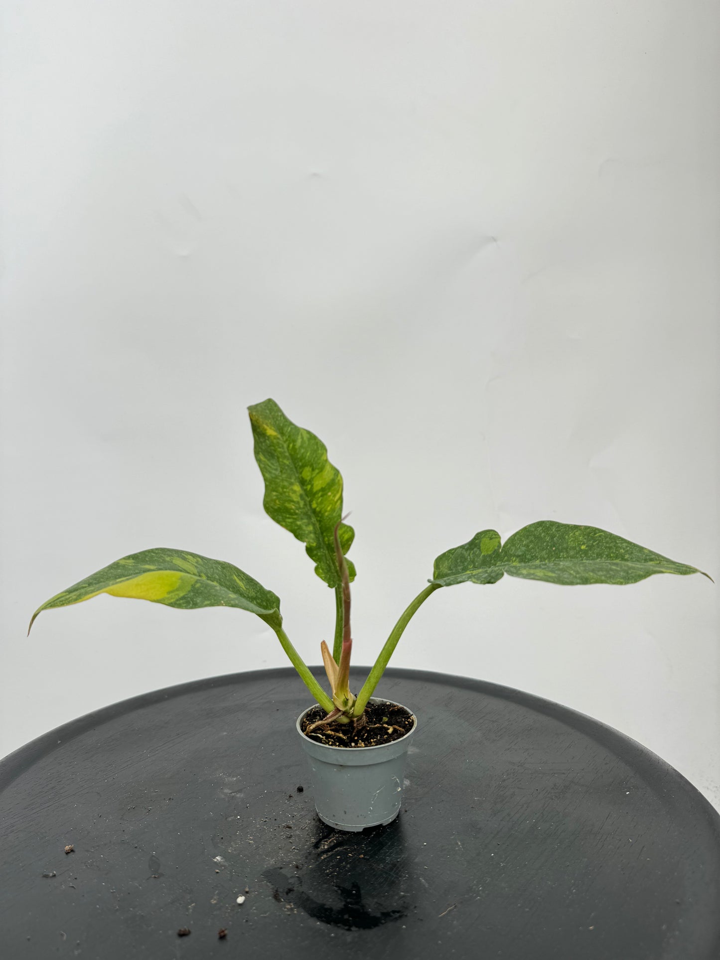 פילדנדרון רינג אוף פייר קוטר 9