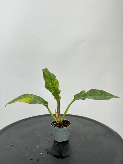 פילדנדרון רינג אוף פייר קוטר 9