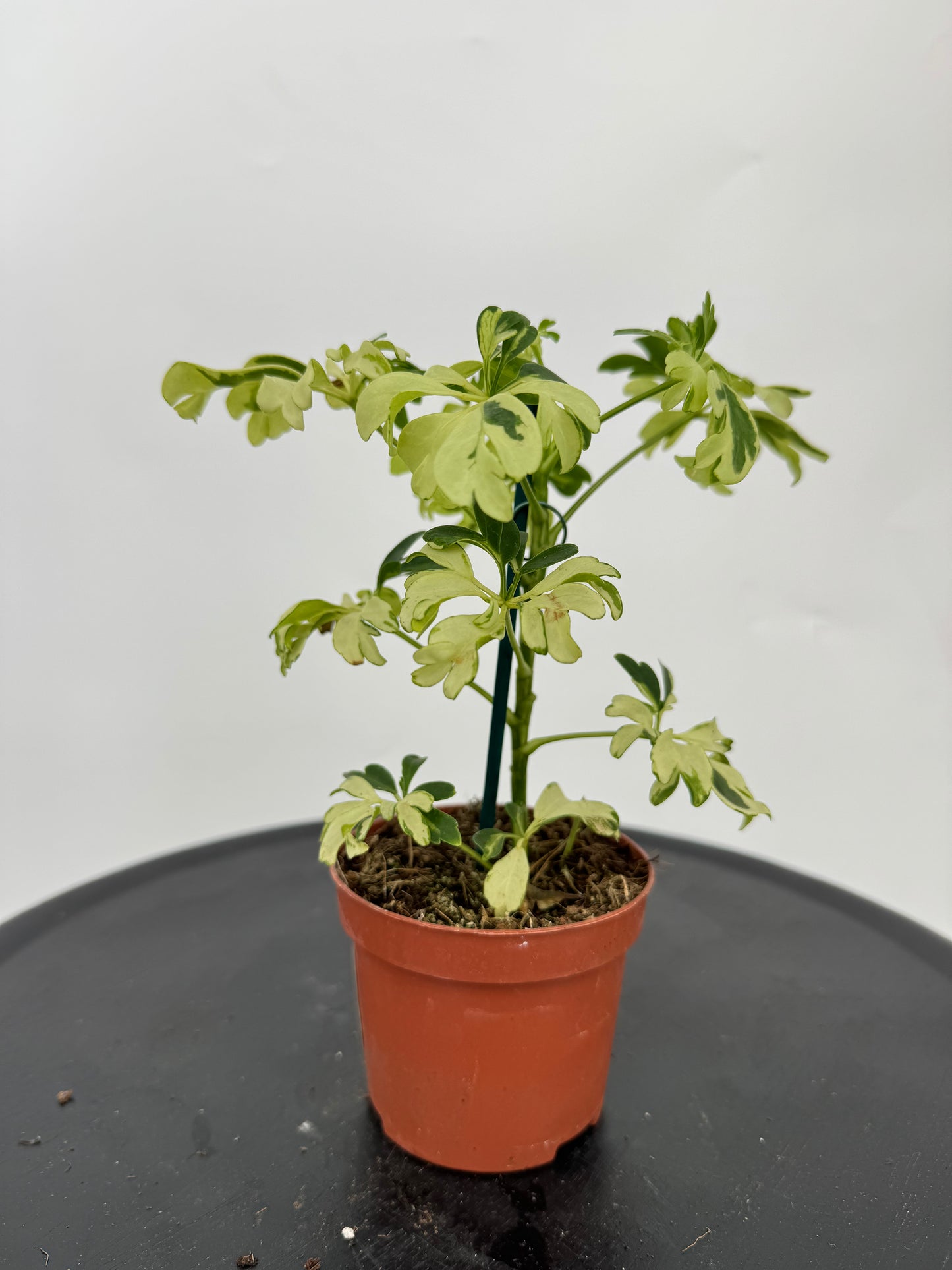 שפלרה קוטר 9